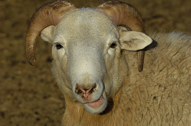 istock Close-up of Domesticated Ram 463618253