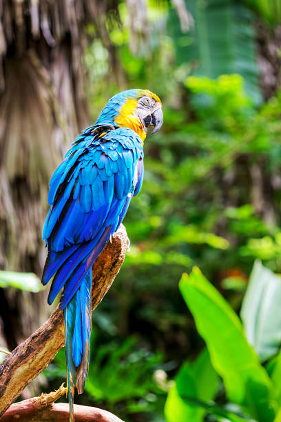 istock Colorful scarlet macaw 463624293