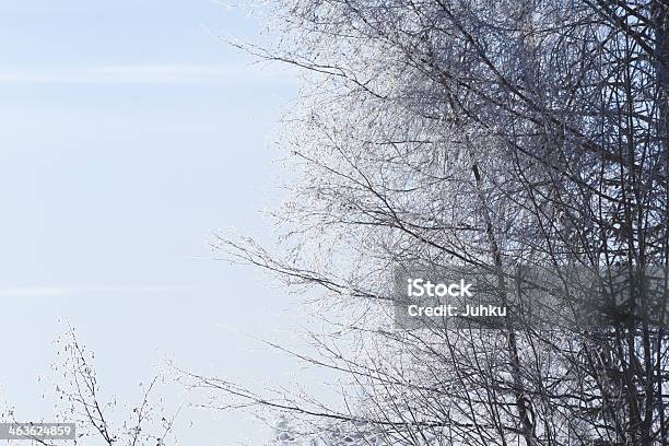 Frost Branches Stock Photo - Download Image Now - Backgrounds, Bare Tree, Beauty