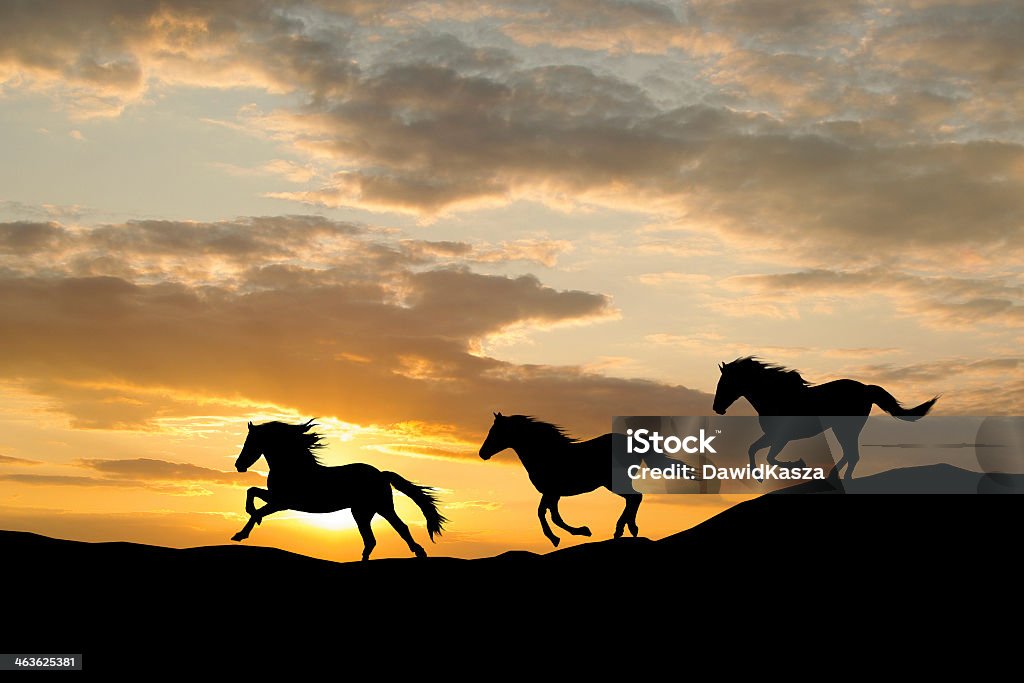 Silhouette of three wild horses galloping by colorful sunset Galloping wild horses. Horse silhouette against the sky Horse Stock Photo