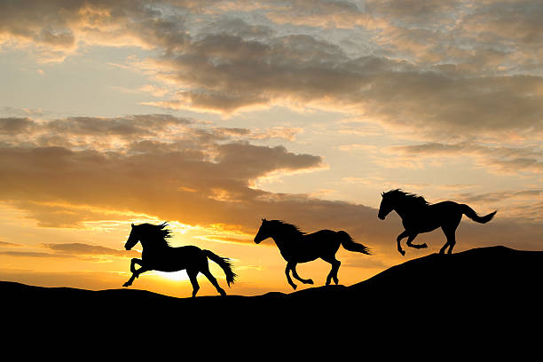 Silhouette of three wild horses galloping by colorful sunset Galloping wild horses. Horse silhouette against the sky gallop animal gait stock pictures, royalty-free photos & images