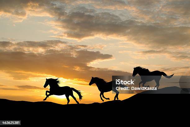 Silhouette Of Three Wild Horses Galloping By Colorful Sunset Stock Photo - Download Image Now