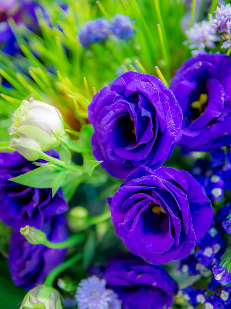 istock Bunch of Purple Roses 463626581