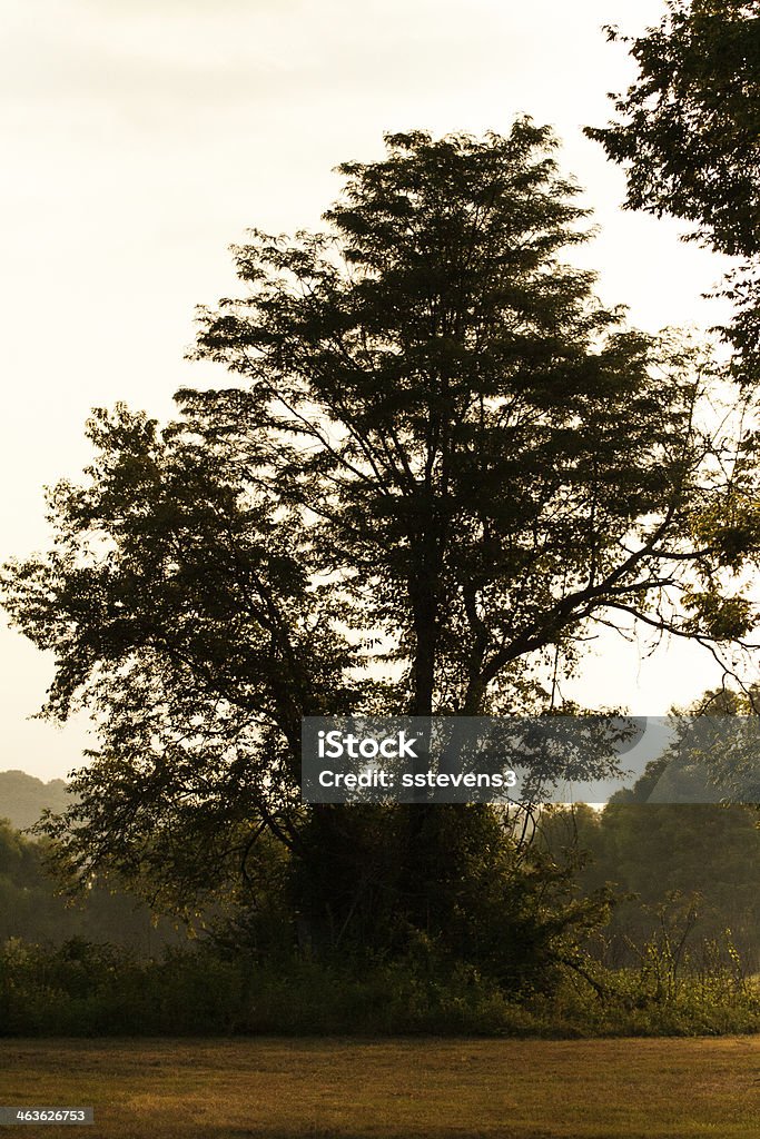 Tree in a Field A tree in a field, backlit by the rising sun.  Seven Islands Wildlife Refuge, Kodak, TN, USA. Agricultural Field Stock Photo