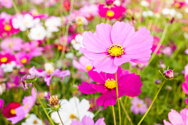 istock Pink cosmos flower close up 463630025