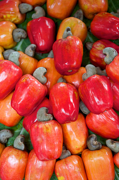 istock Fresh Ripe Red Brazilian Caju Cashew Fruit 463630493