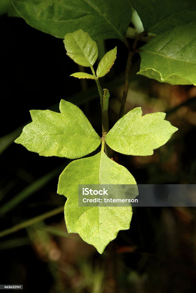 Poison Oak Detail of Western North American Poison Oak Leaves Poison Oak Stock Photo