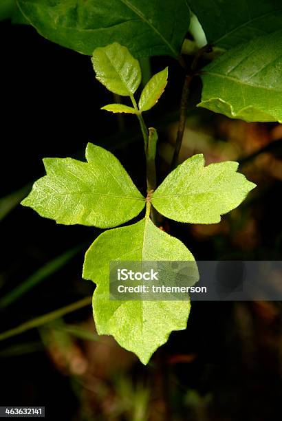 Poison Oak Stock Photo - Download Image Now - Poison Oak, Danger, Forest