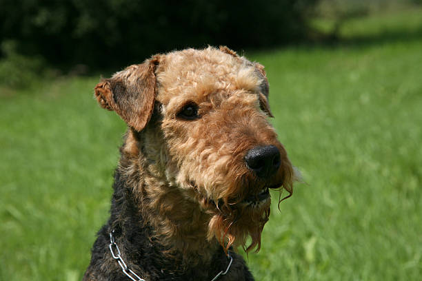 airedale terrier - aredale stock-fotos und bilder