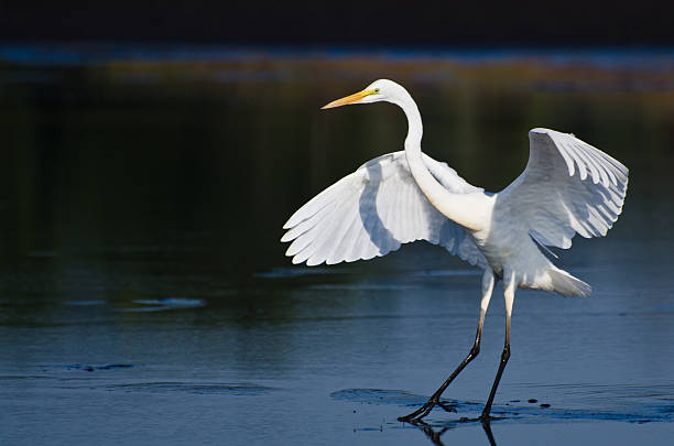 istock Great Egret Landing in Shallow Water 463634423