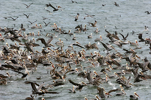 istock Brown Pelicans and Other Birds Foraging for Fish 463638673