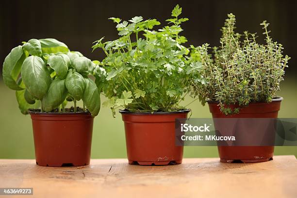 Hierbas Frescas Foto de stock y más banco de imágenes de Aire libre - Aire libre, Albahaca, Alimento