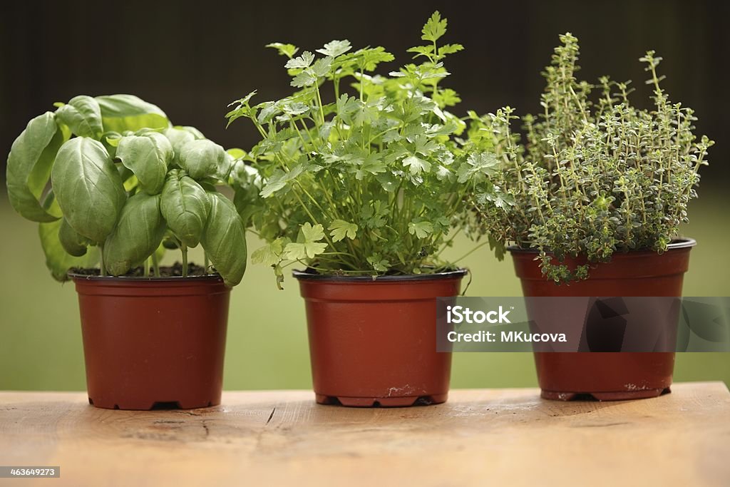 Plantas aromáticas frescas - Royalty-free Ao Ar Livre Foto de stock