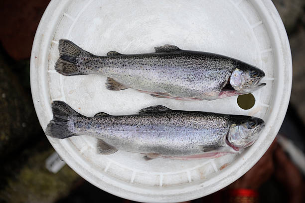 Rainbow trout stock photo