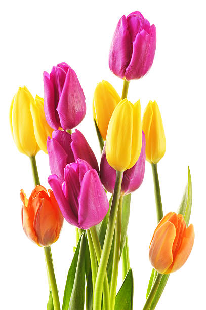 istock Bouquet of tulips on white background. Tulipa 463651635