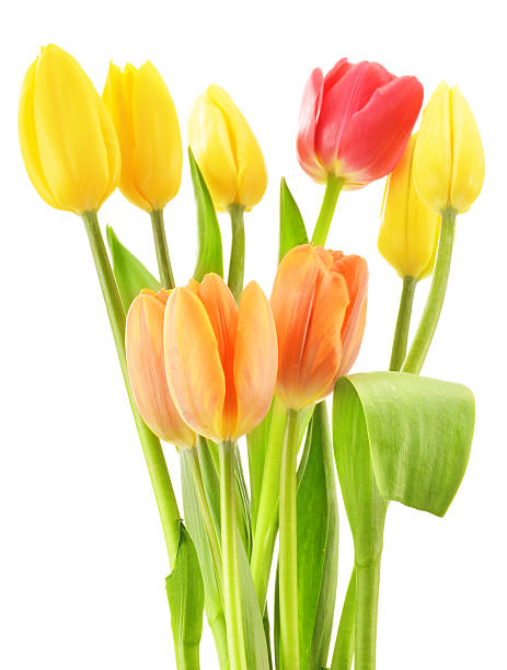 istock Bouquet of tulips on white background. Tulipa 463651661