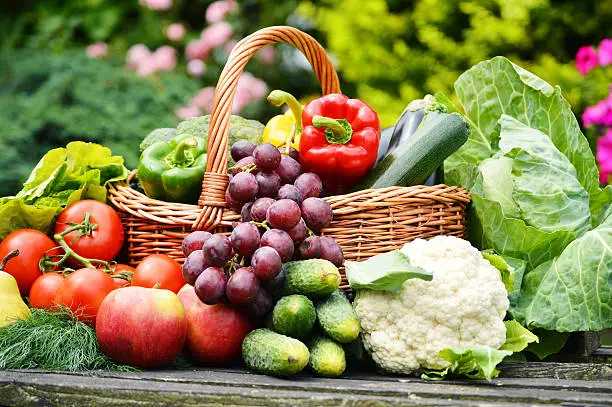Photo of Fresh organic vegetables in the garden