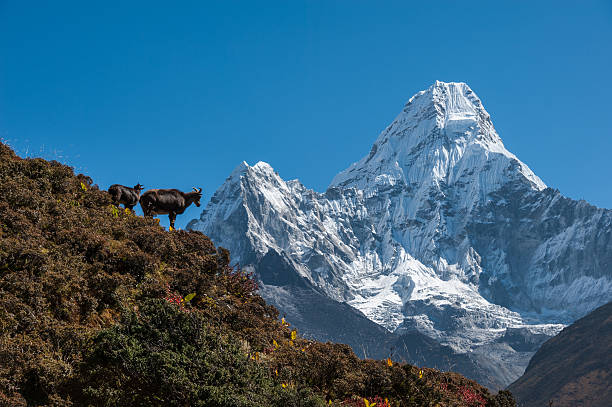 istock Himalayan Tahr and Mt. Ama Dablam 463656361