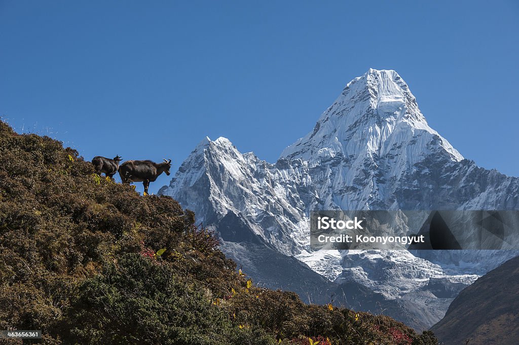 Himalayan Tahr and Mt. Ama Dablam Himalayan Tahr on the hill with Mt. Ama Dablam, beautiful Himalayan peak 6812m high. Tahr Stock Photo