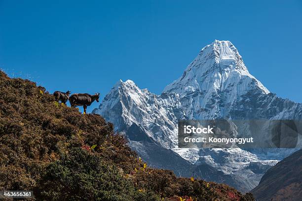 Himalayan Tahr And Mt Ama Dablam Stock Photo - Download Image Now - Tahr, Ama Dablam, Animal Wildlife