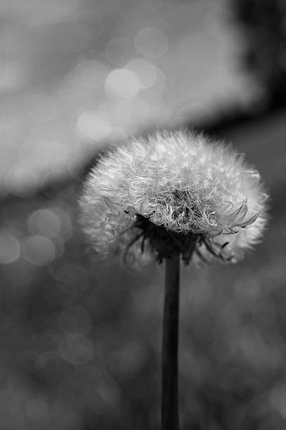 istock Artistic black & white close-up of dandelion seed head 463658917