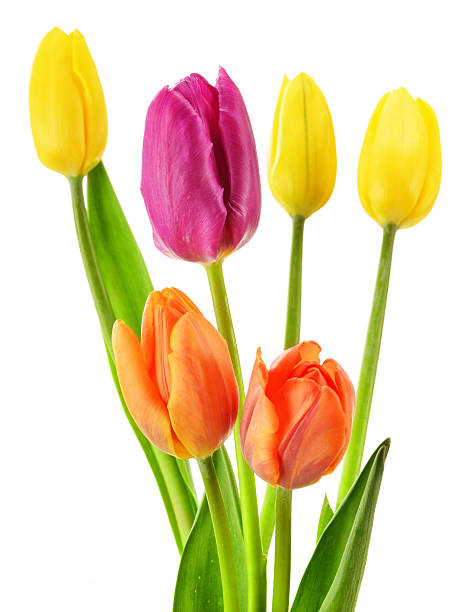 istock Bouquet of tulips on white background. Tulipa 463663683