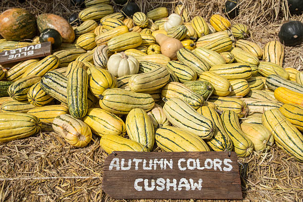 cushaw squash au harvest - cushaw photos et images de collection