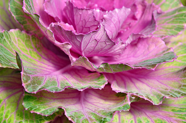 Pink Ravia Vegetable 30+ Sridevi Stock Photos, Pictures & Royalty-Free Images - iStock