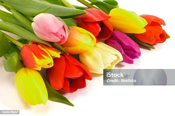 Wielkanoc Tulipany - zdjęcia stockowe i więcej obrazów Aranżacja - Aranżacja, Bez ludzi, Białe tło