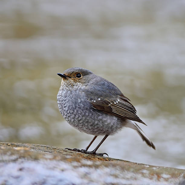 feminino plumbeous rabirruivo - fuliginosa - fotografias e filmes do acervo