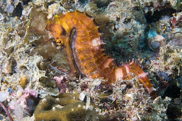 istock Thorny seahorse  close up 463680155
