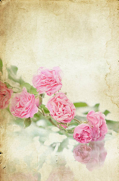 istock Pink roses on vintage paper background 463680361