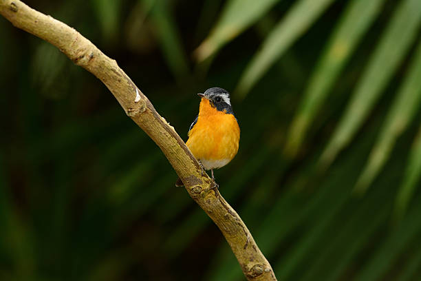 istock male mugimaki flycatcher 463680595