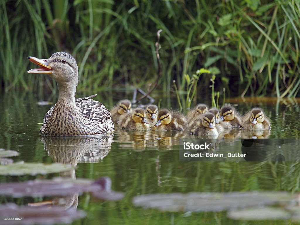duck with chicks a mother duck with chicks in the water Duckling Stock Photo