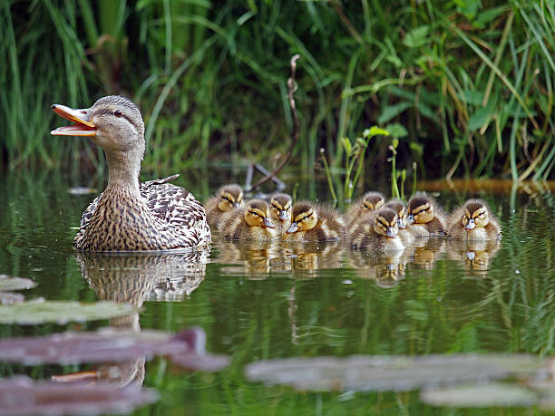duck with chicks a mother duck with chicks in the water mallard duck stock pictures, royalty-free photos & images