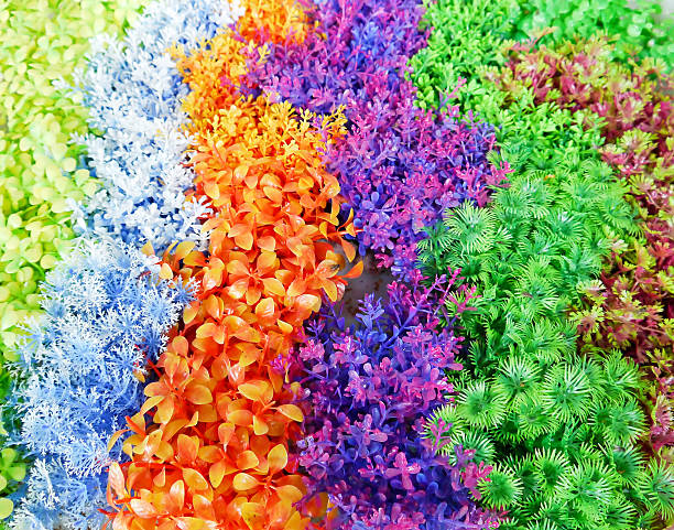 istock Colorful  for fish tank. 463681953