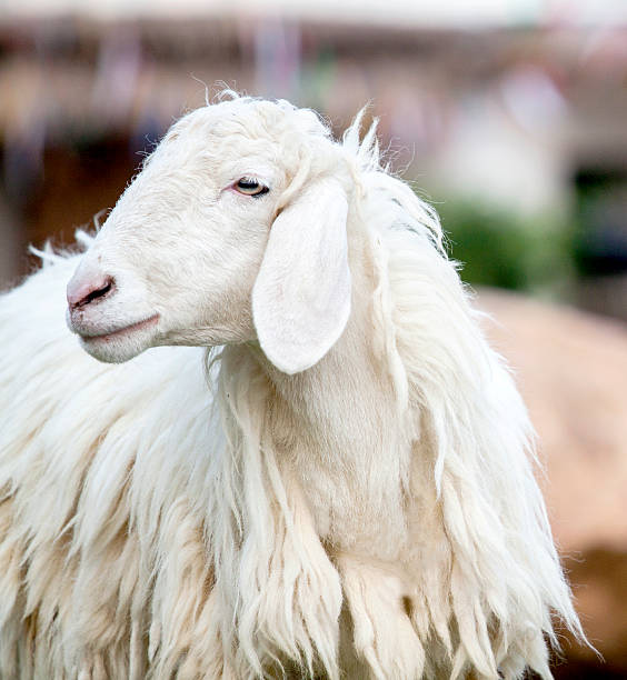 pashmina shawl animal
