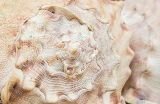 close up seashell texture
