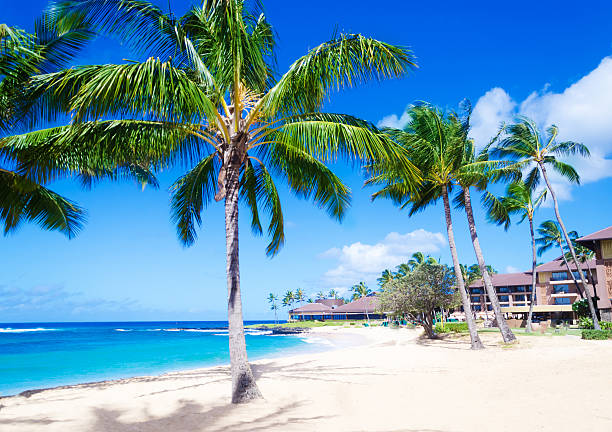 istock Coconut Palm trees on the sandy beach in Hawaii, Kauai 463682691