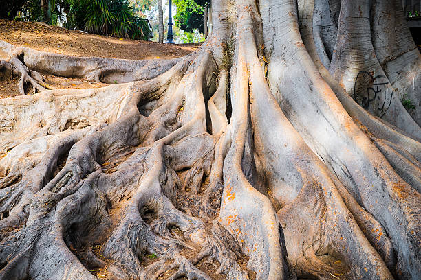 istock Banyan Tree Roots at Balboa Park San Diego, California 463682731