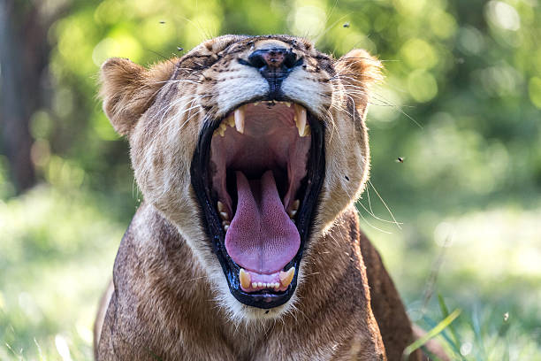 istock African Lion closeup yawning, showing teeth 463682883
