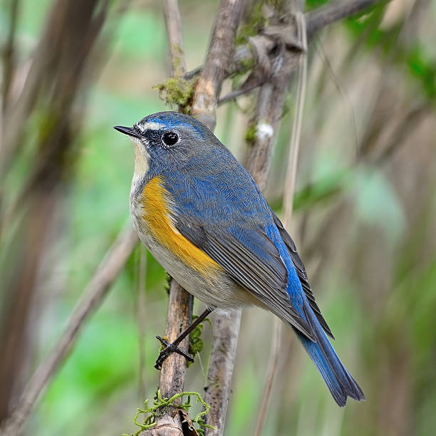 istock male Red-flanked Bluetail 463682969