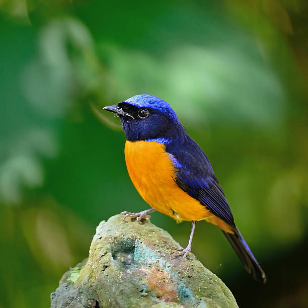 istock male Rufous-bellied Niltava 463683075