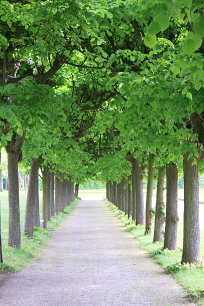 viale di alberi - baumreihe foto e immagini stock