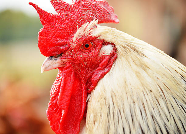 istock Rooster on traditional free range poultry farm 463684901