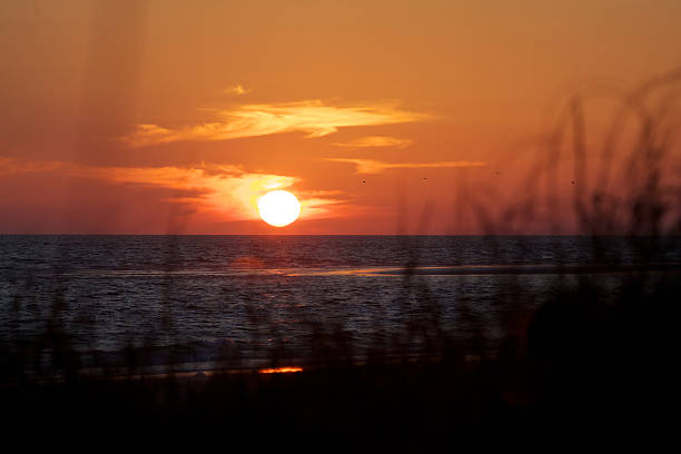 istock Sunset with wild grasses in the foreground 463684951