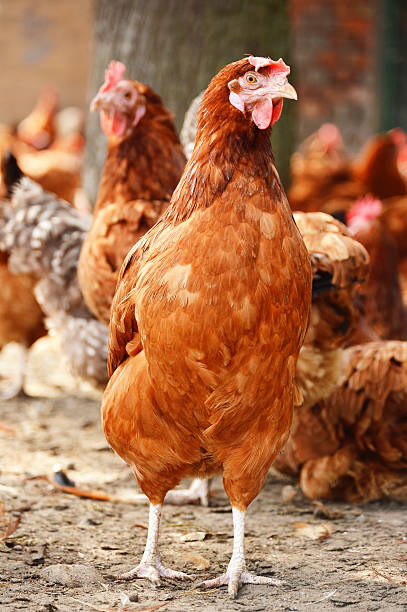 istock Chickens on traditional free range poultry farm 463685081