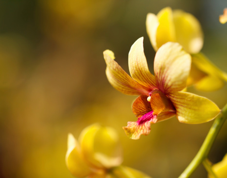 Yellow orchid in Garden