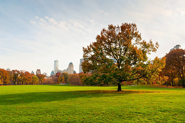 istock View to the lawn in Central Park 463688471