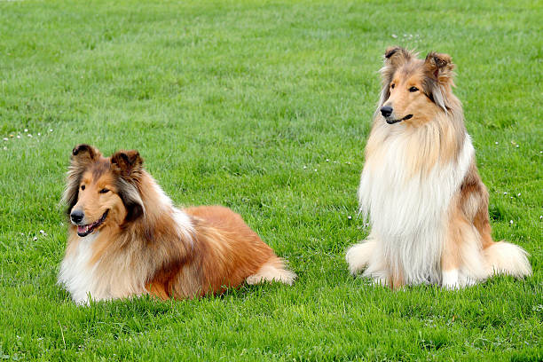 istock Two Collie Rough in a summer garden 463688981